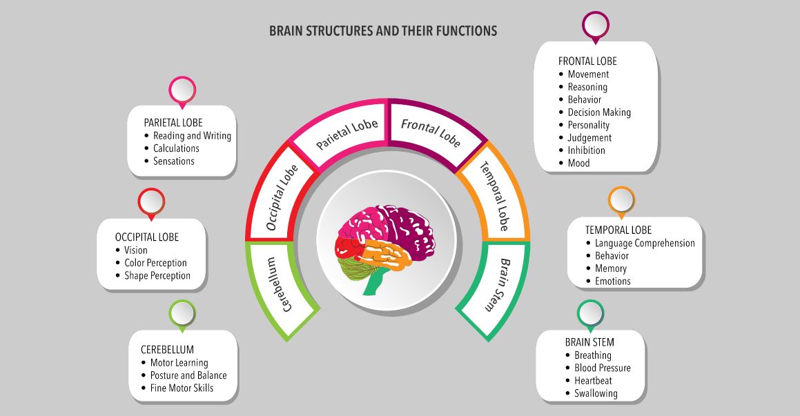 a diagram of the brain structures and their functions