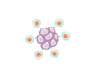 a schematic showing a cold tumor (left) begins to “warm” (center) as immune cells recognize cancer, eventually becoming a hot tumor (right) with robust immune attack